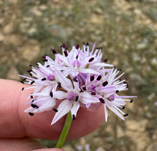 Nevius' garlic (Allium nevii)