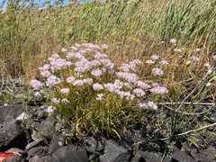 Nevius' garlic (Allium nevii)