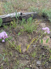 Nevius' garlic (Allium nevii)