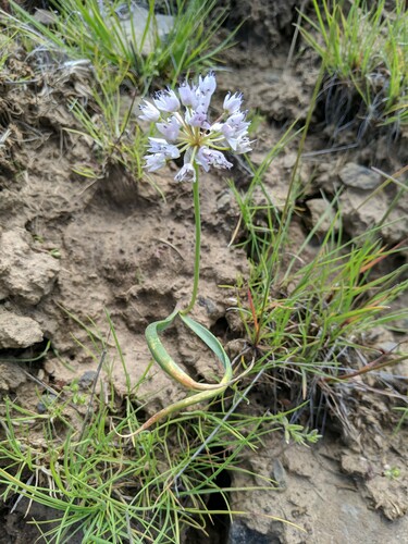 Nevius' garlic (Allium nevii)