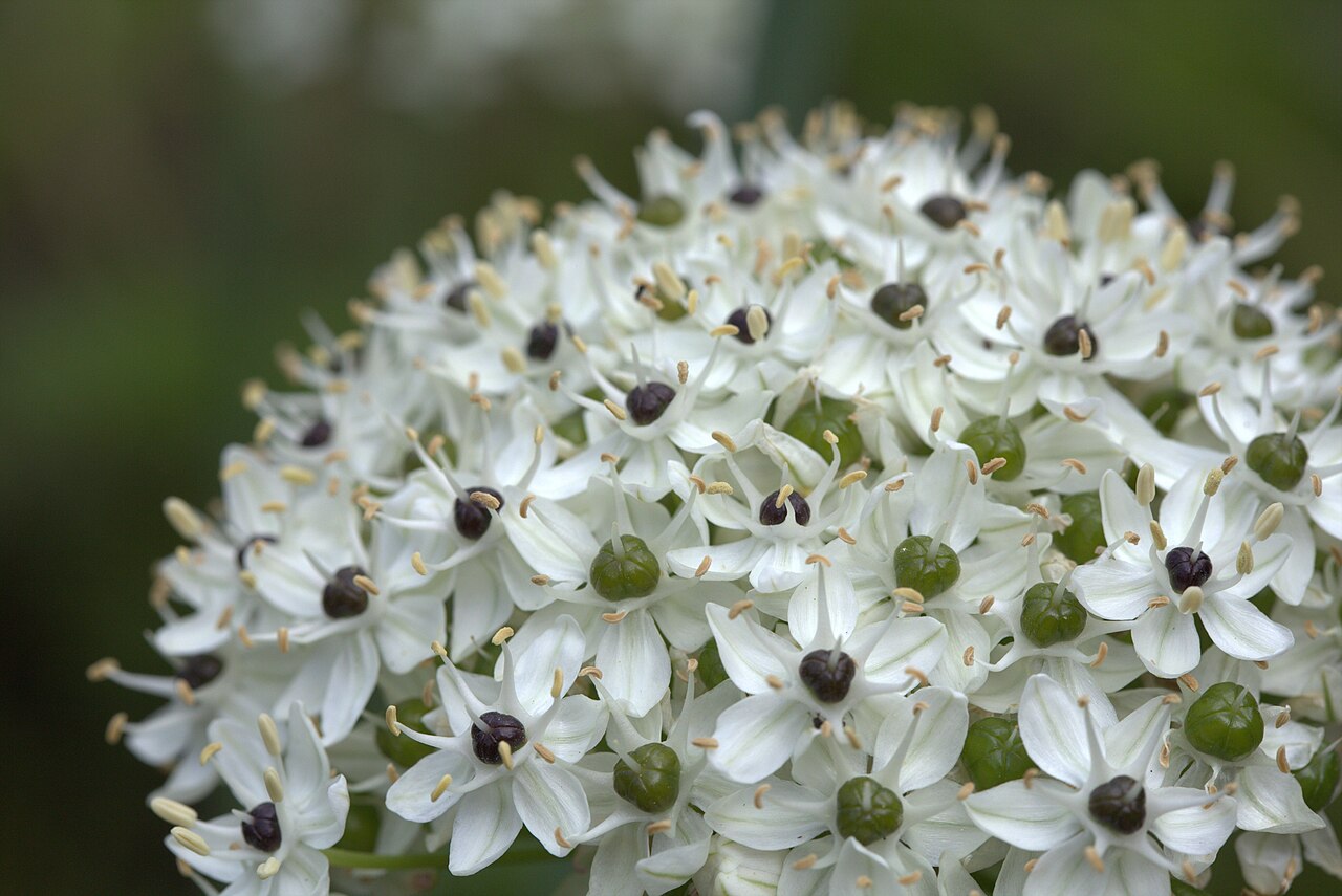 Black garlic: Allium nigrum in Gothenburg Botanical Garden 2015. Plant id: 2001-3193 p W.
