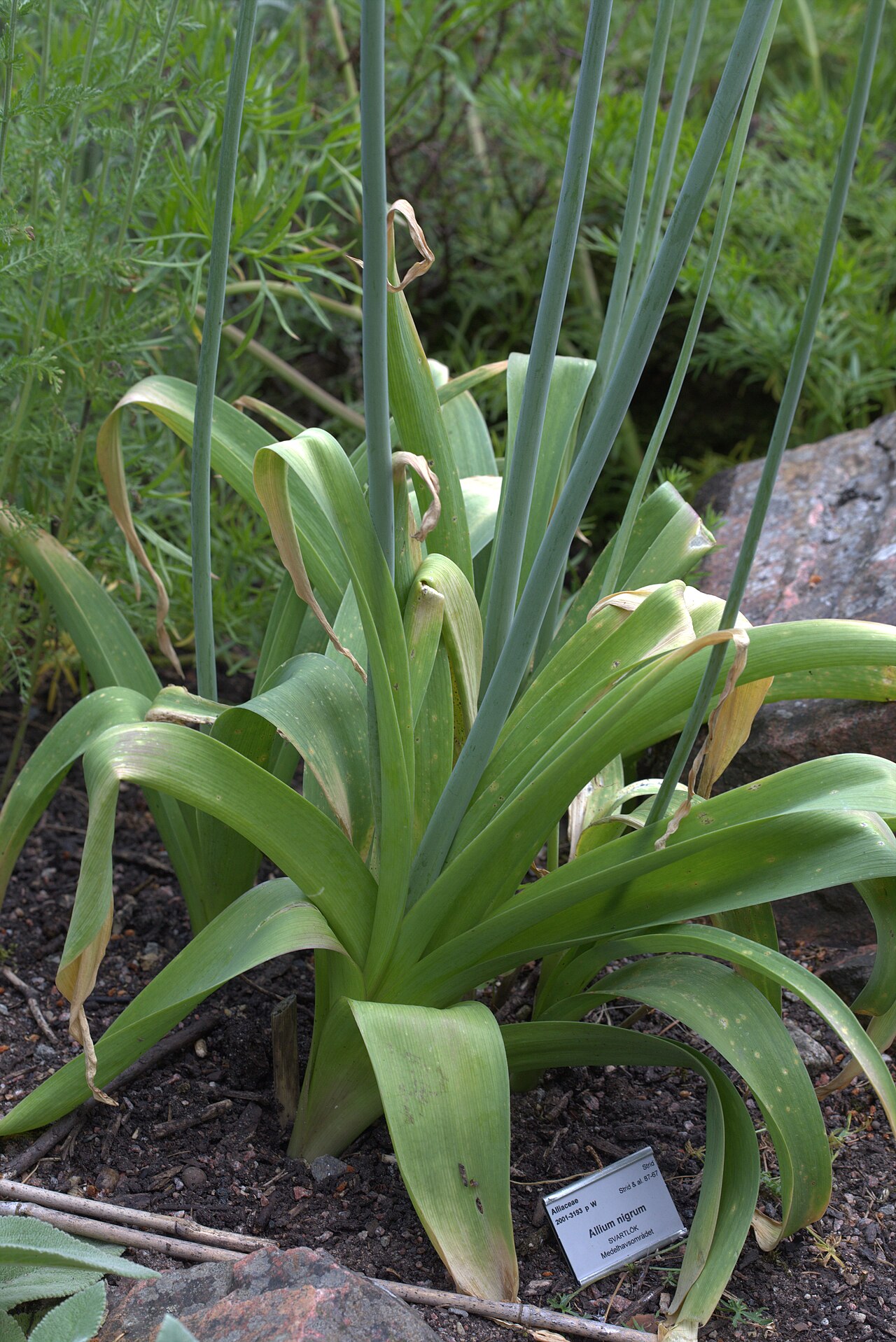 Black garlic: Allium nigrum in Gothenburg Botanical Garden 2015. Plant id: 2001-3193 p W.