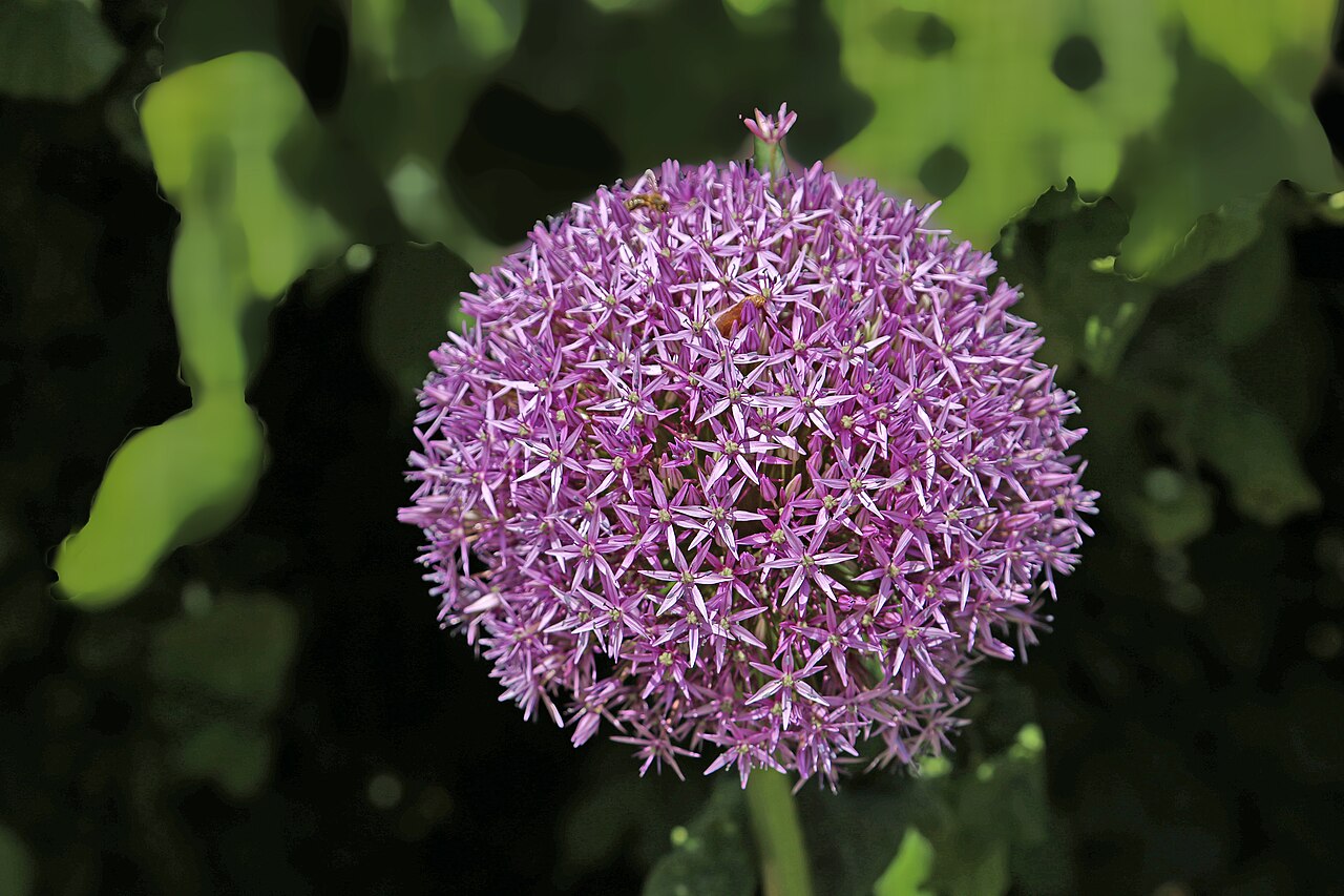 Black garlic: Black garlic (botanical name Allium nigrum). The perennial has a height of about 45 to 55 centimeters and the diameter of the ball-shaped flower is 8 to 10 cent