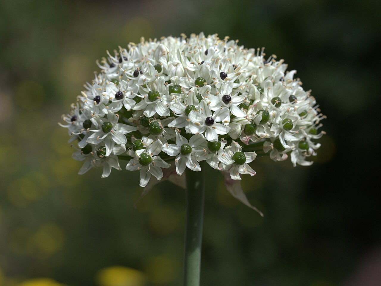 Black garlic: Allium nigrum in Gothenburg Botanical Garden 2015. Plant id: 2001-3193 p W.