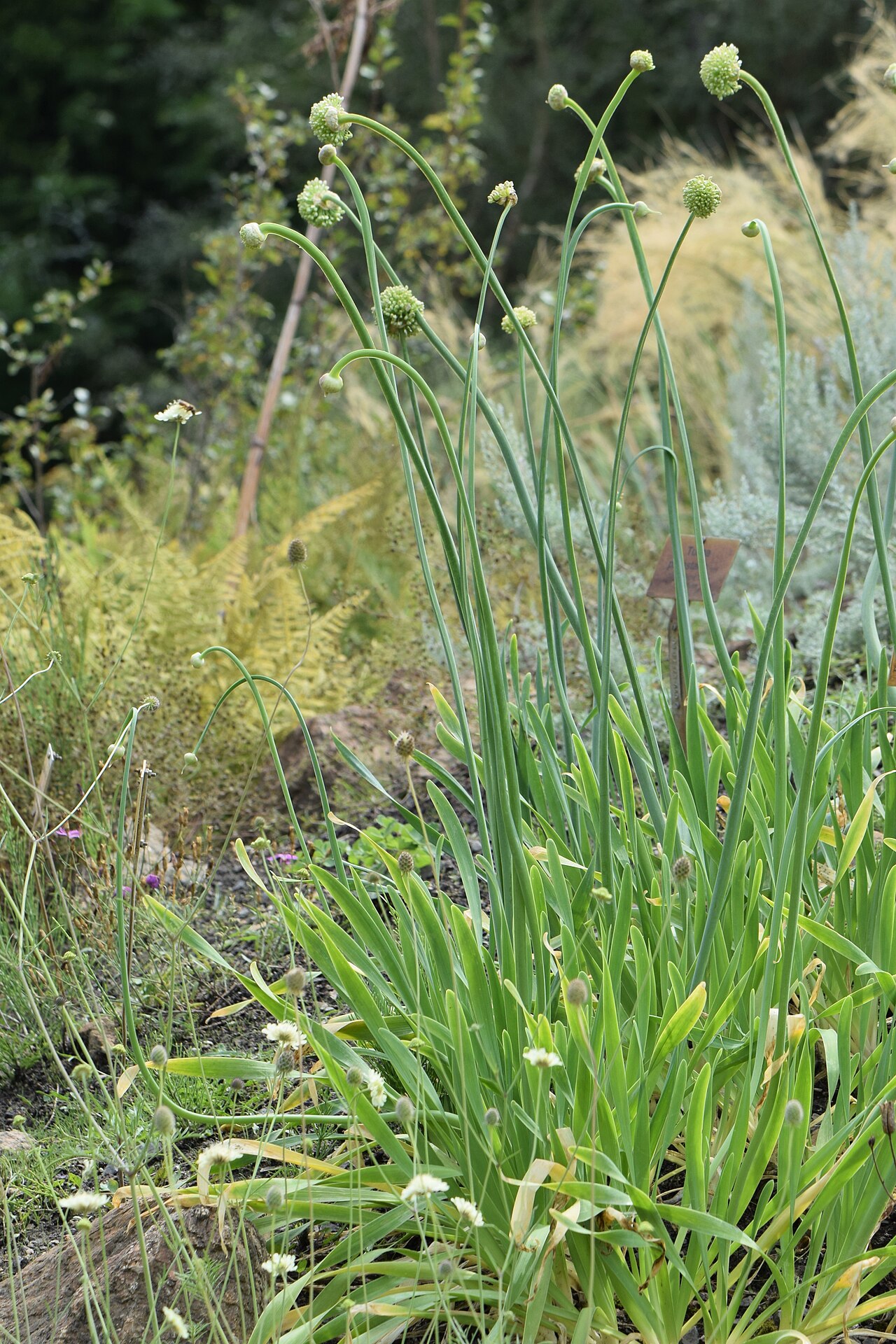 Allium nutans: Allium nutans in the Botanischer Garten, Berlin-Dahlem