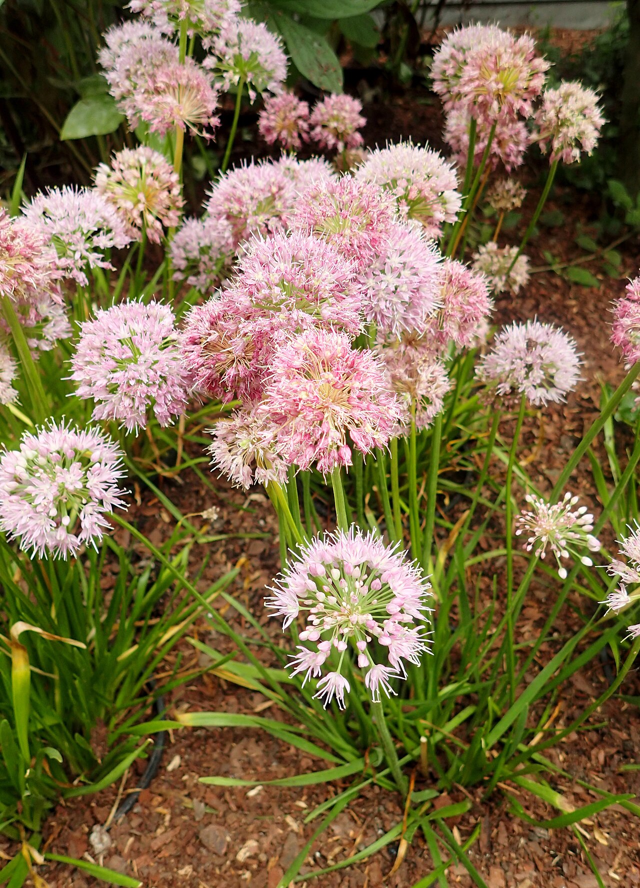 Allium nutans: Allium nutans at the New York Botanical Garden