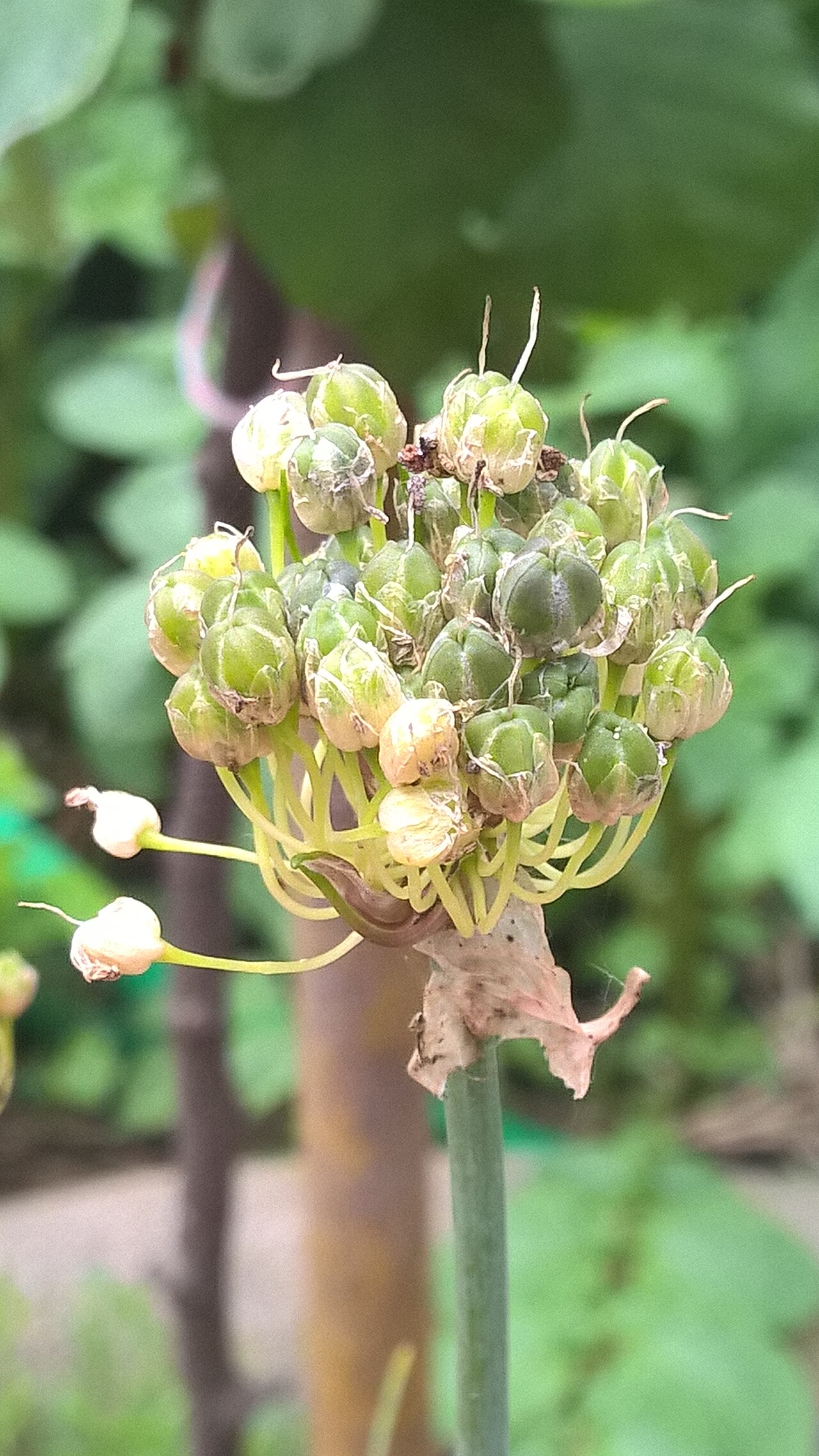 Allium obliquum: twisted-leaf onion