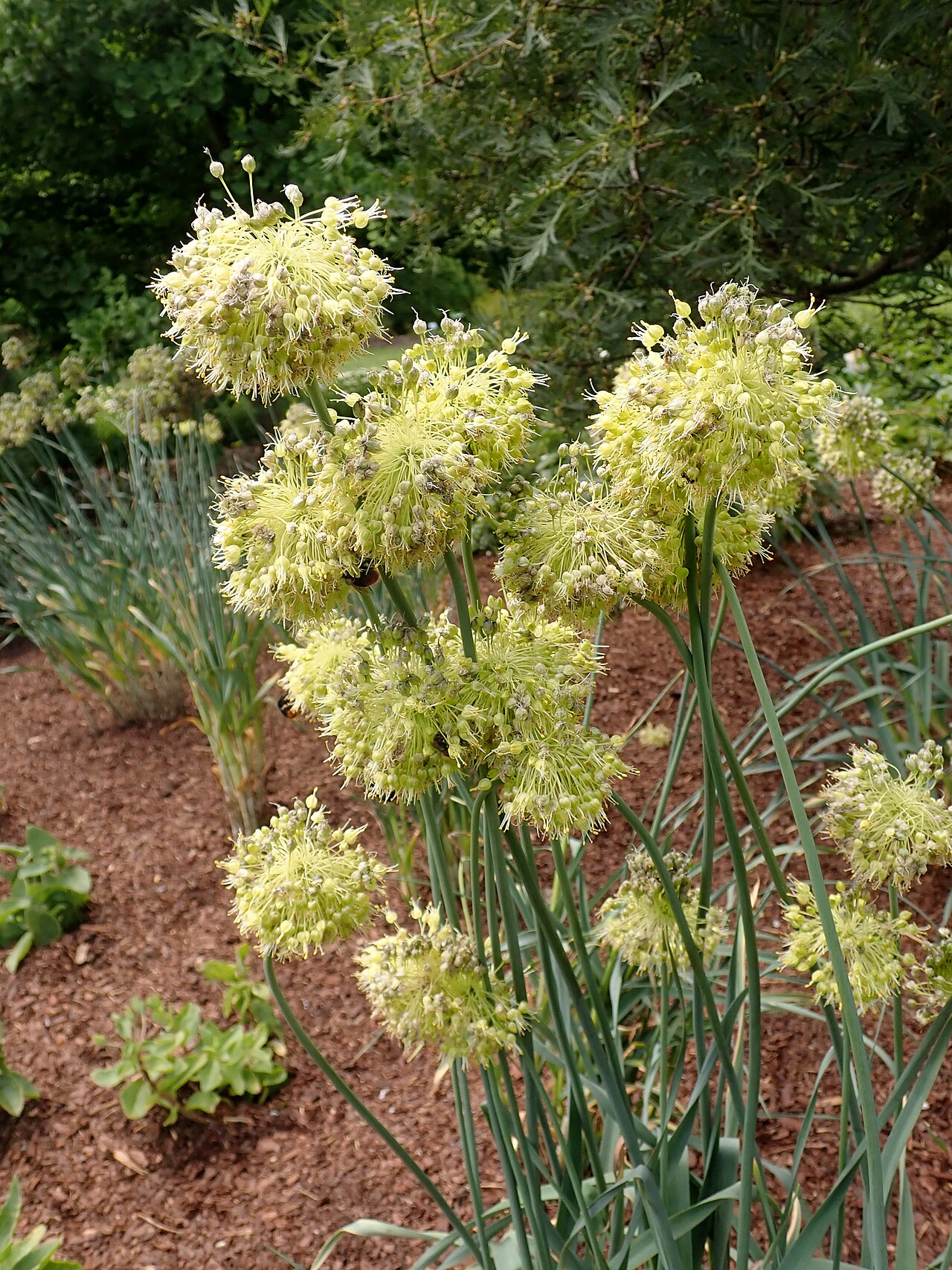 Allium obliquum: Allium obliquum , Arboretum in Wojsławice, Poland.