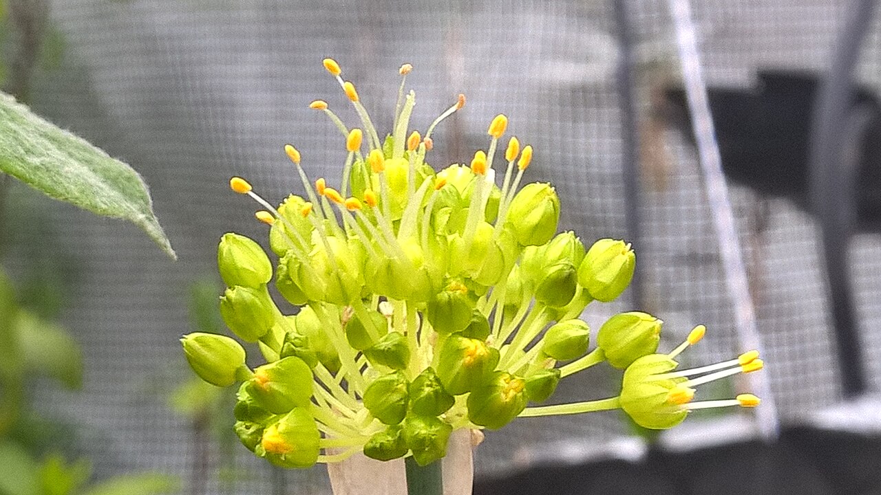Allium obliquum: twisted-leaf onion
