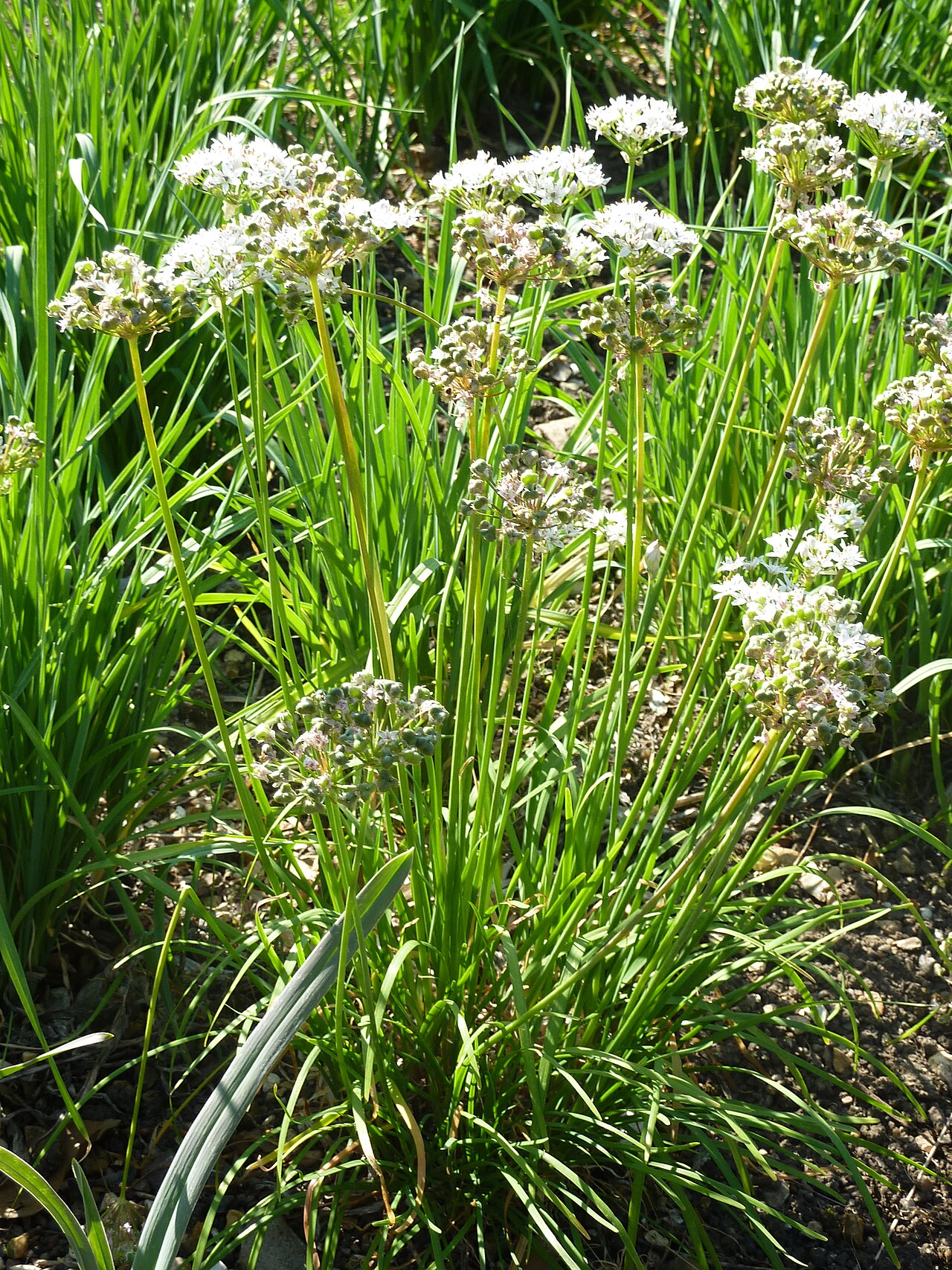 Allium obliquum: Allium obliquum