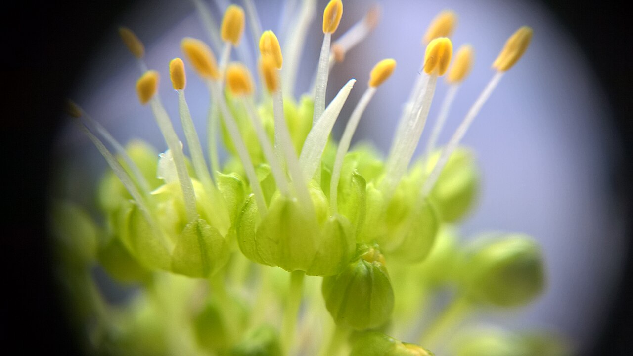 Allium obliquum: twisted-leaf onion