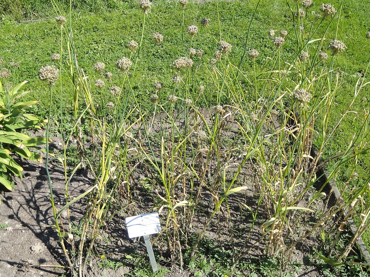 Allium obliquum: Botanical specimen. The University of Helsinki Botanical Garden at Kaisaniemi