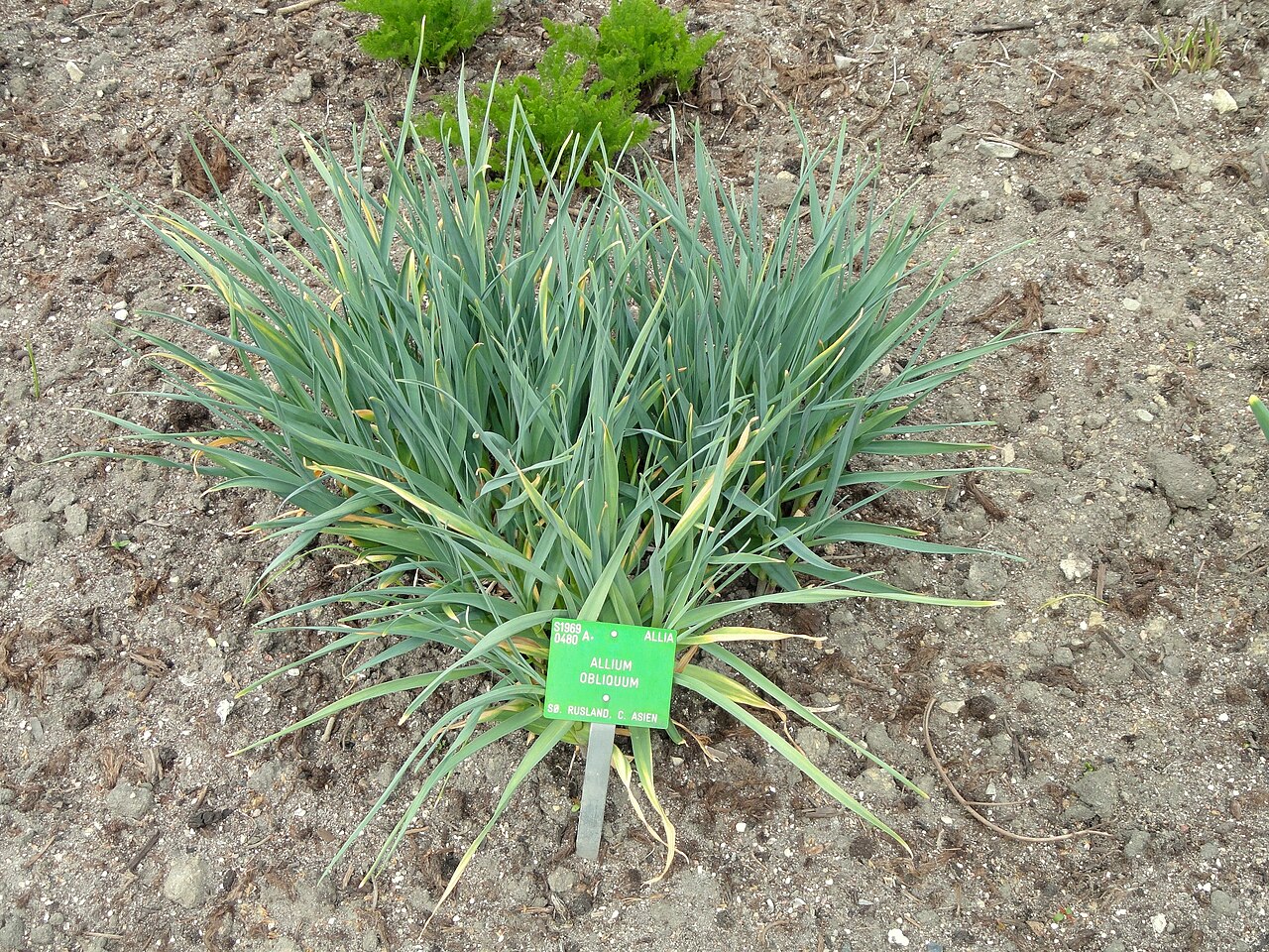 Allium obliquum: Botanical specimen in the University of Copenhagen Botanical Garden, Copenhagen, Denmark.