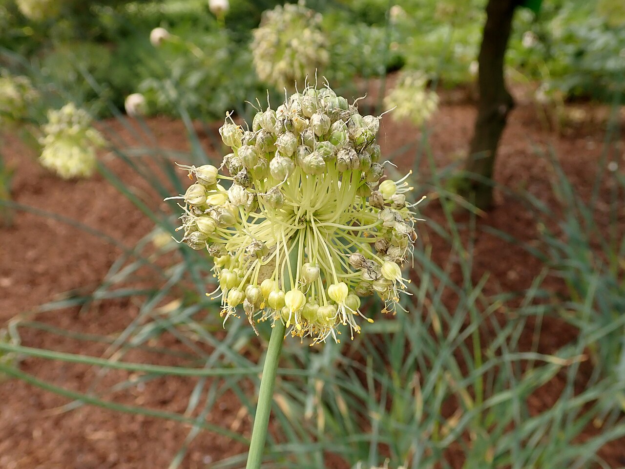 Allium obliquum: Allium obliquum , Arboretum in Wojsławice, Poland.