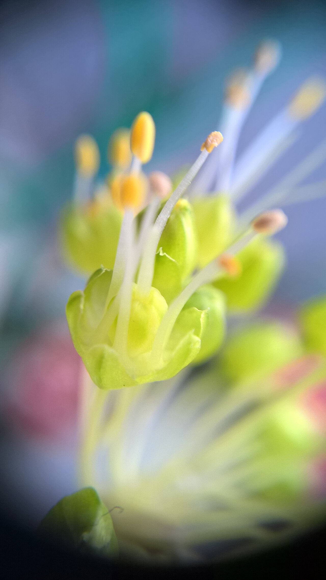 Allium obliquum: twisted-leaf onion