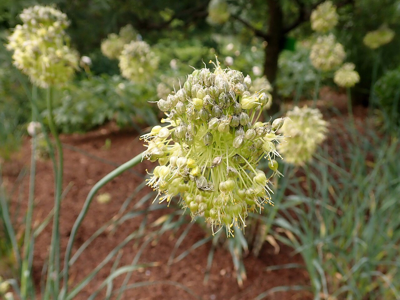 Allium obliquum: Allium obliquum , Arboretum in Wojsławice, Poland.