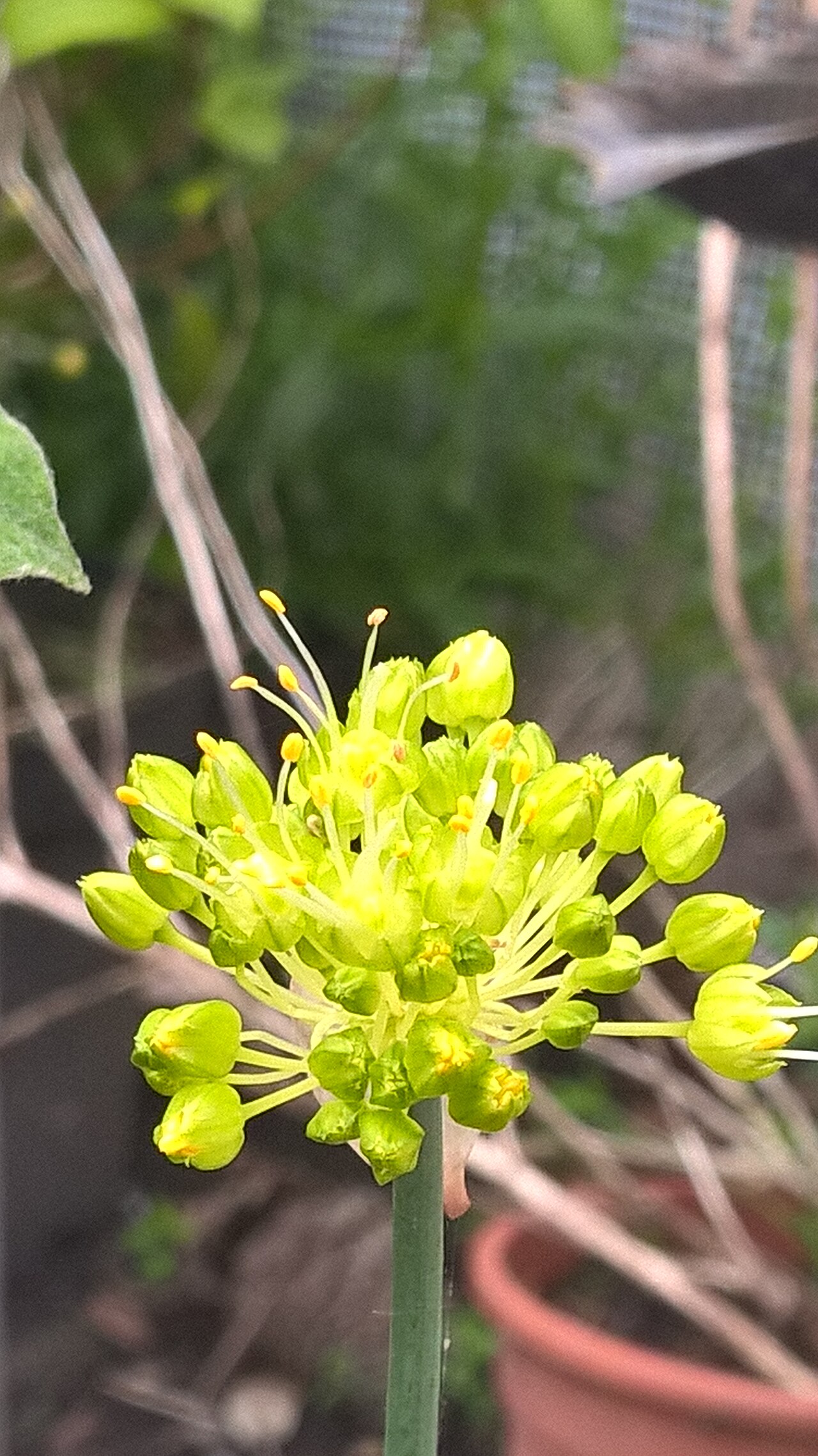 Allium obliquum: twisted-leaf onion