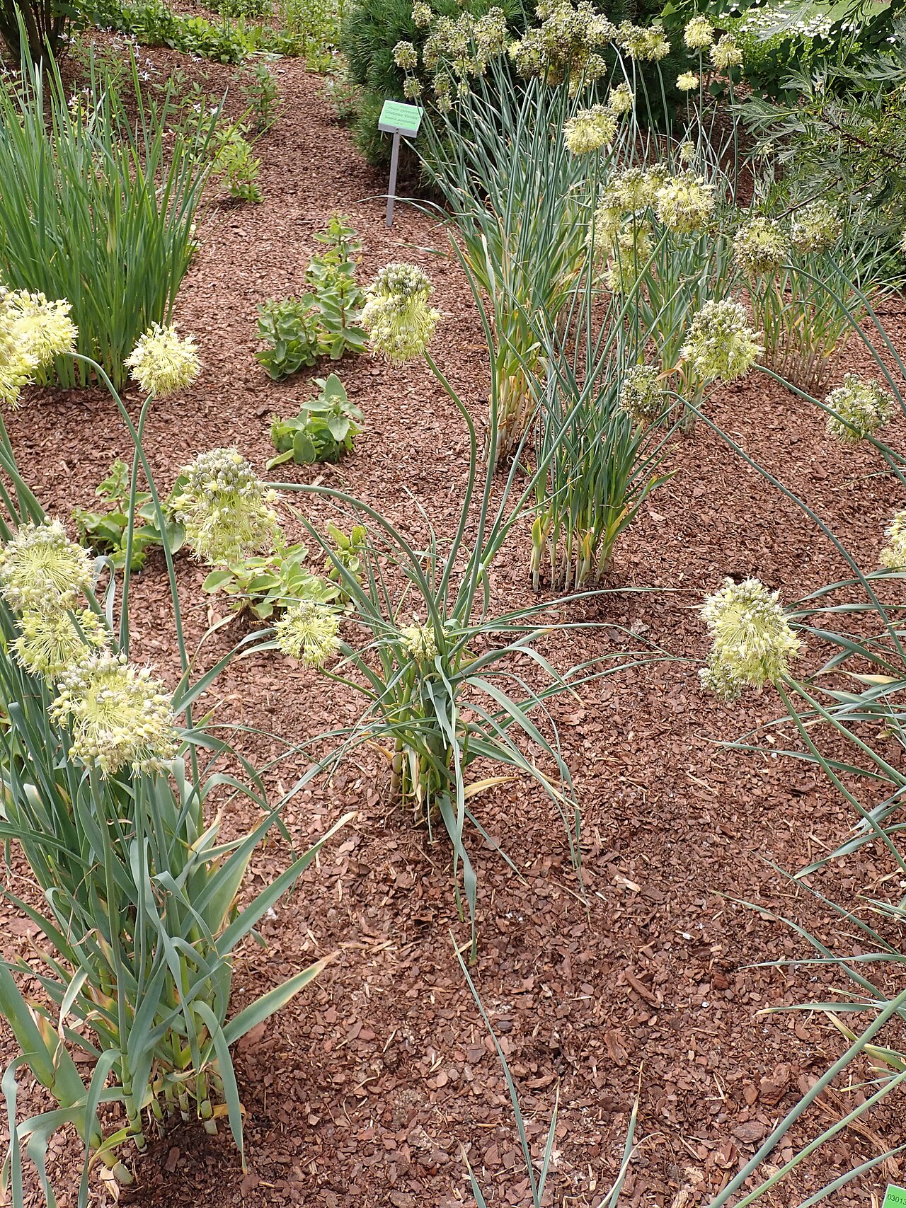 Allium obliquum: Allium obliquum , Arboretum in Wojsławice, Poland.
