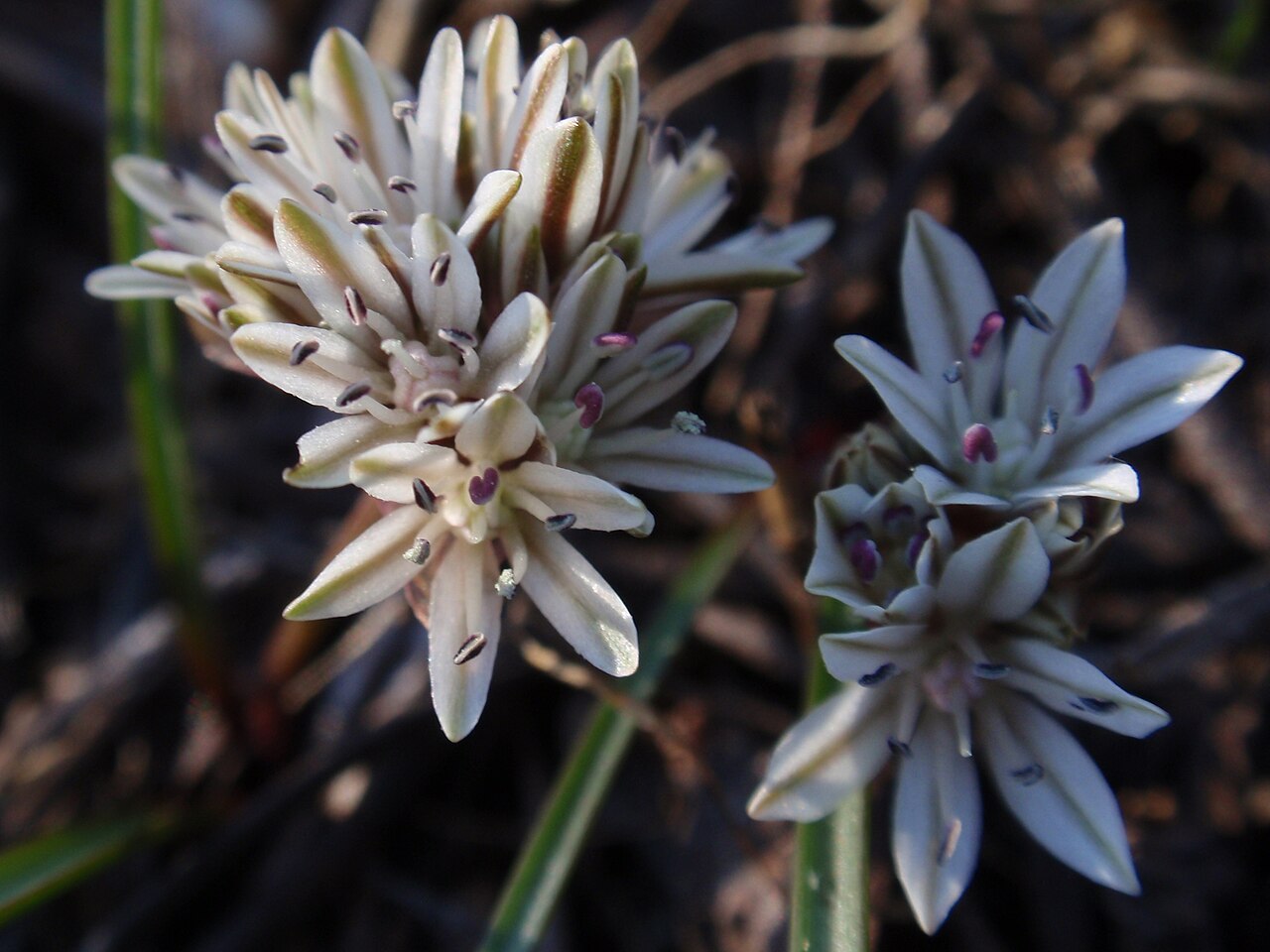 Red Sierra onion: Red Sierra onion, subalpine onion ( Allium obtusum ). Carson Pass , Sierra Nevada
