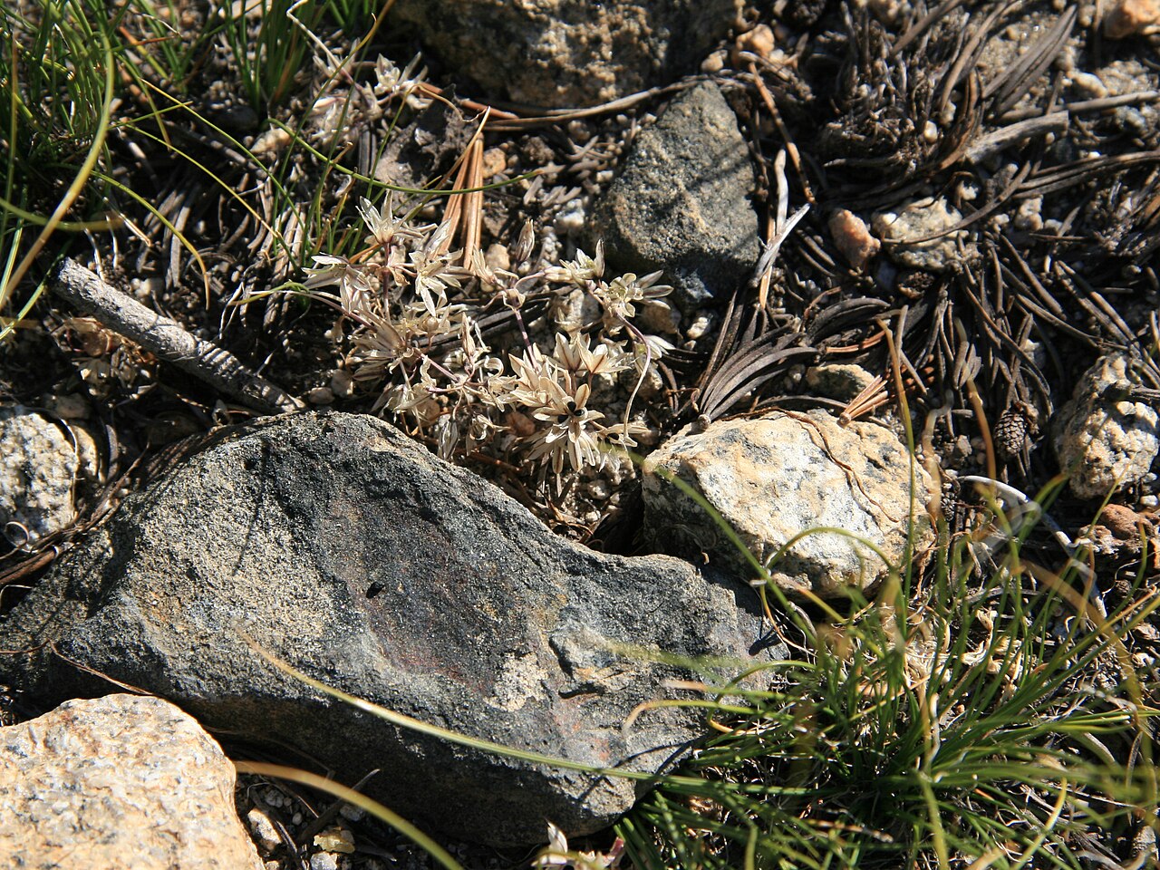 Red Sierra onion: Dwarf Allium obtusum — Red Sierra onion, with dried flower cluster hugging the ground. On a ridge at 10,400 ft, along trail from Big Arroyo to Little Five Lakes