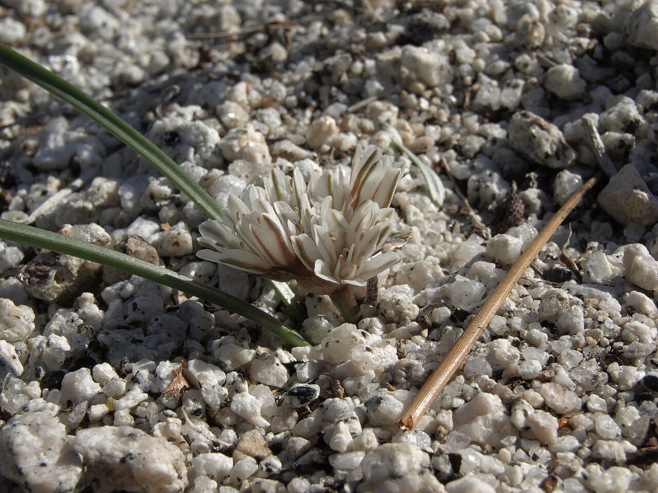 Red Sierra onion: red Sierra onion, Allium obtusum, Sierra Nevada, elevation 1565 m
