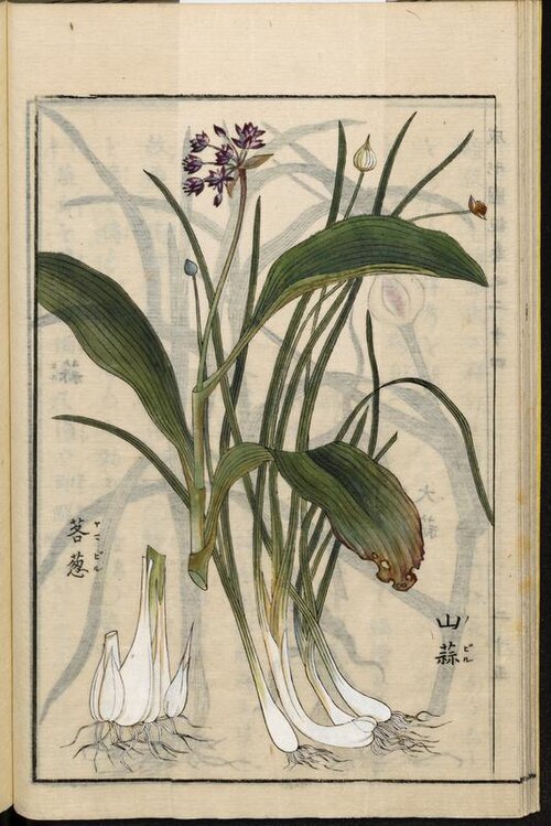 Myeongi: Common English name: allium ochotense; Name in Kanji: 茖蒜; English translation of Kanji: mountain leek garlic; Name in Katakana: ヤマ・ビル; Katakana pronunciation: y