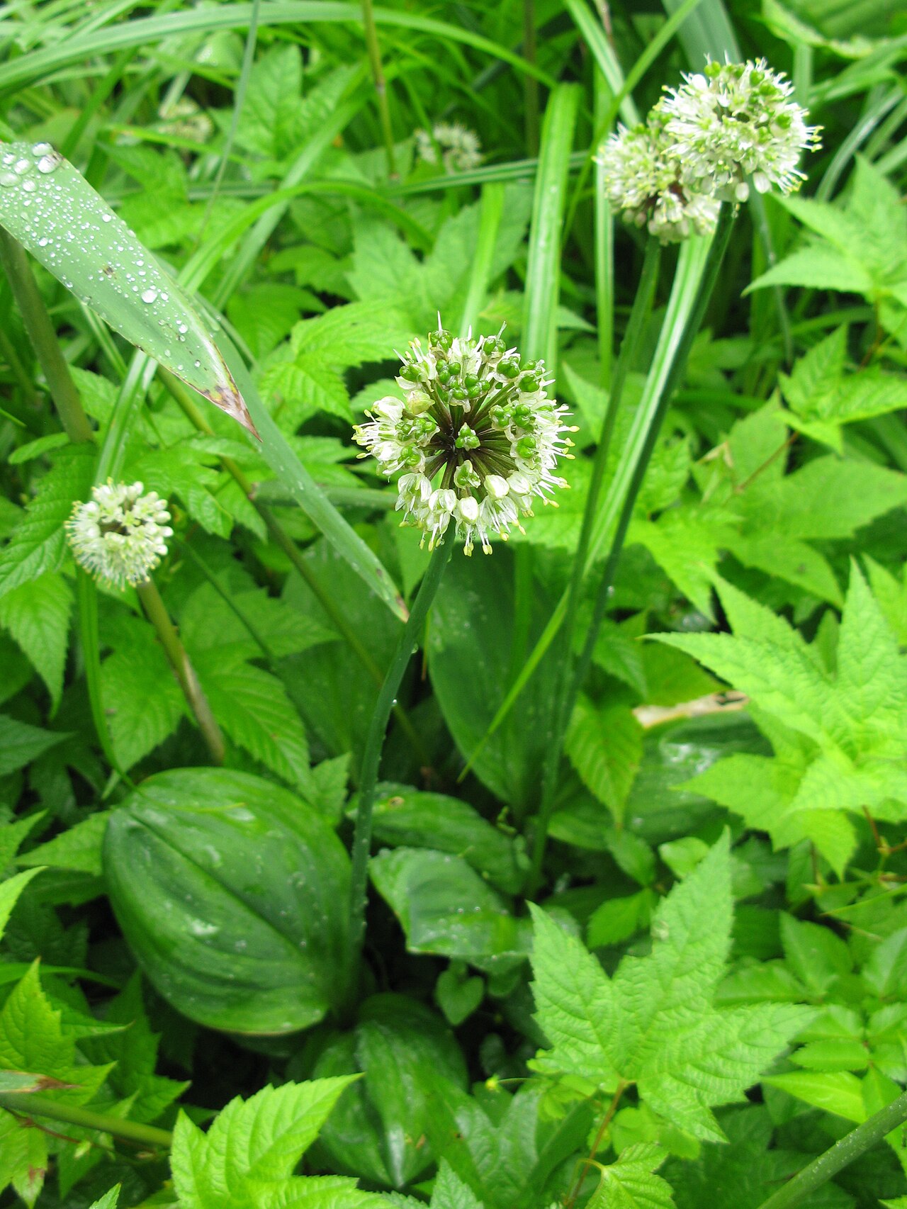 Myeongi: Allium ochotense , Oze, Japan