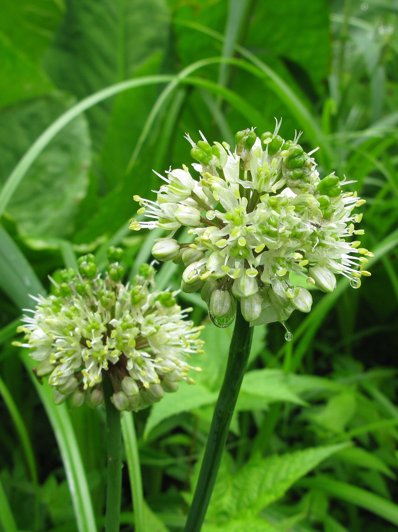 Myeongi: Allium ochotense , Oze, Japan