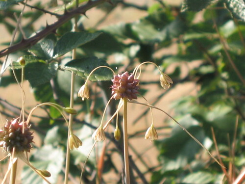 Field garlic (Allium oleraceum)