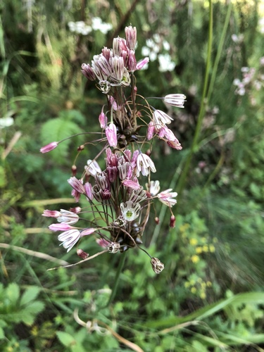 Field garlic (Allium oleraceum)