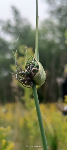 Field garlic (Allium oleraceum)
