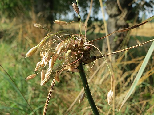 Field garlic: Kohl-Lauch ( Allium oleraceum ) am Rhein bei Altlußheim