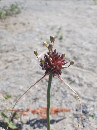 Field garlic (Allium oleraceum)