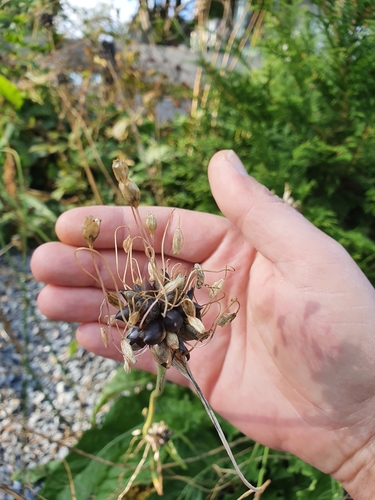Field garlic (Allium oleraceum)