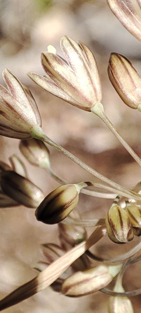 Field garlic (Allium oleraceum)