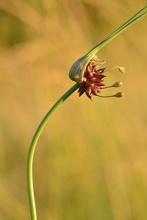 Field garlic: Field garlic ( Allium oleraceum ). Keila, Northwestern Estonia.