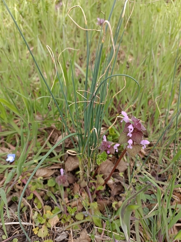 Field garlic (Allium oleraceum)