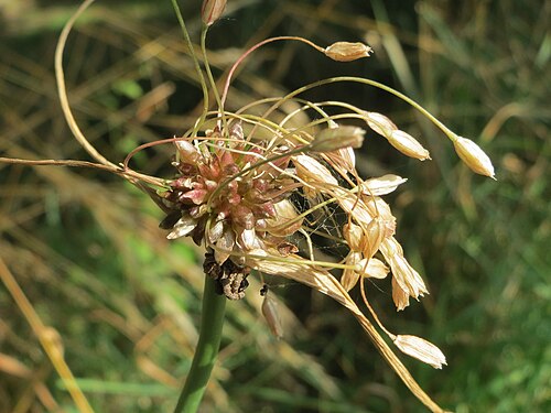 Field garlic: Kohl-Lauch ( Allium oleraceum ) am Rhein bei Altlußheim