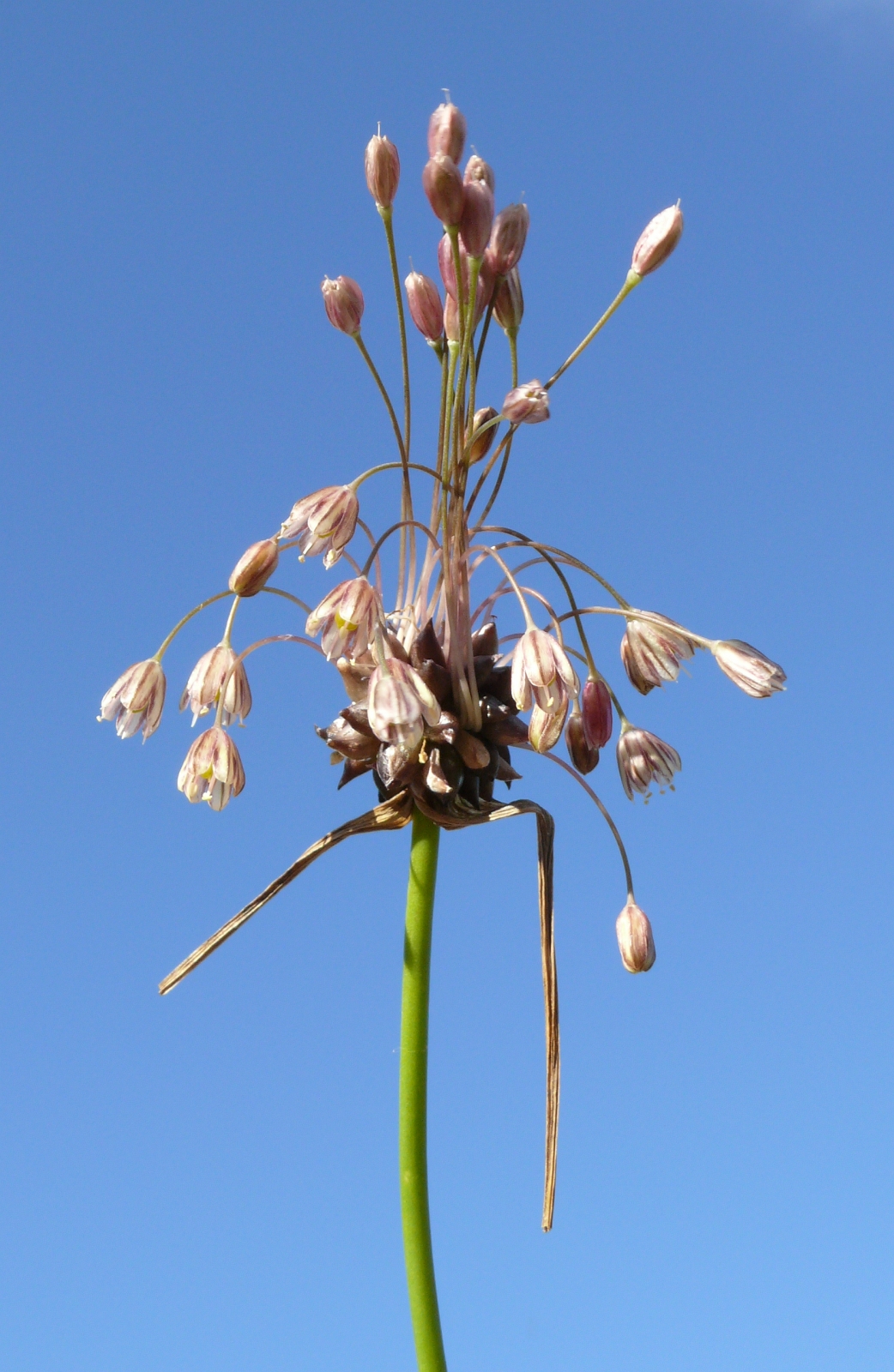Field garlic: Allium oleraceum , Hohenlohe, Germany