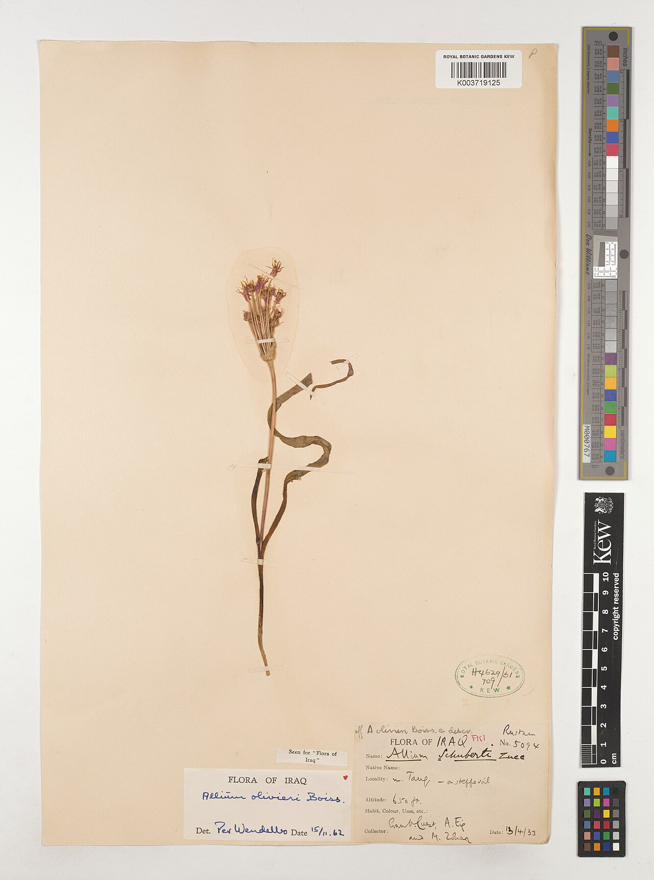 Allium olivieri: Allium olivieri — Herbarium specimen from FKI; Rustam; nr. Tang, Iraq. Collected by Guest, E.R.; Eig, A.; Zohary, M. (1933-04-13). Recorded in GBIF occurrence 4