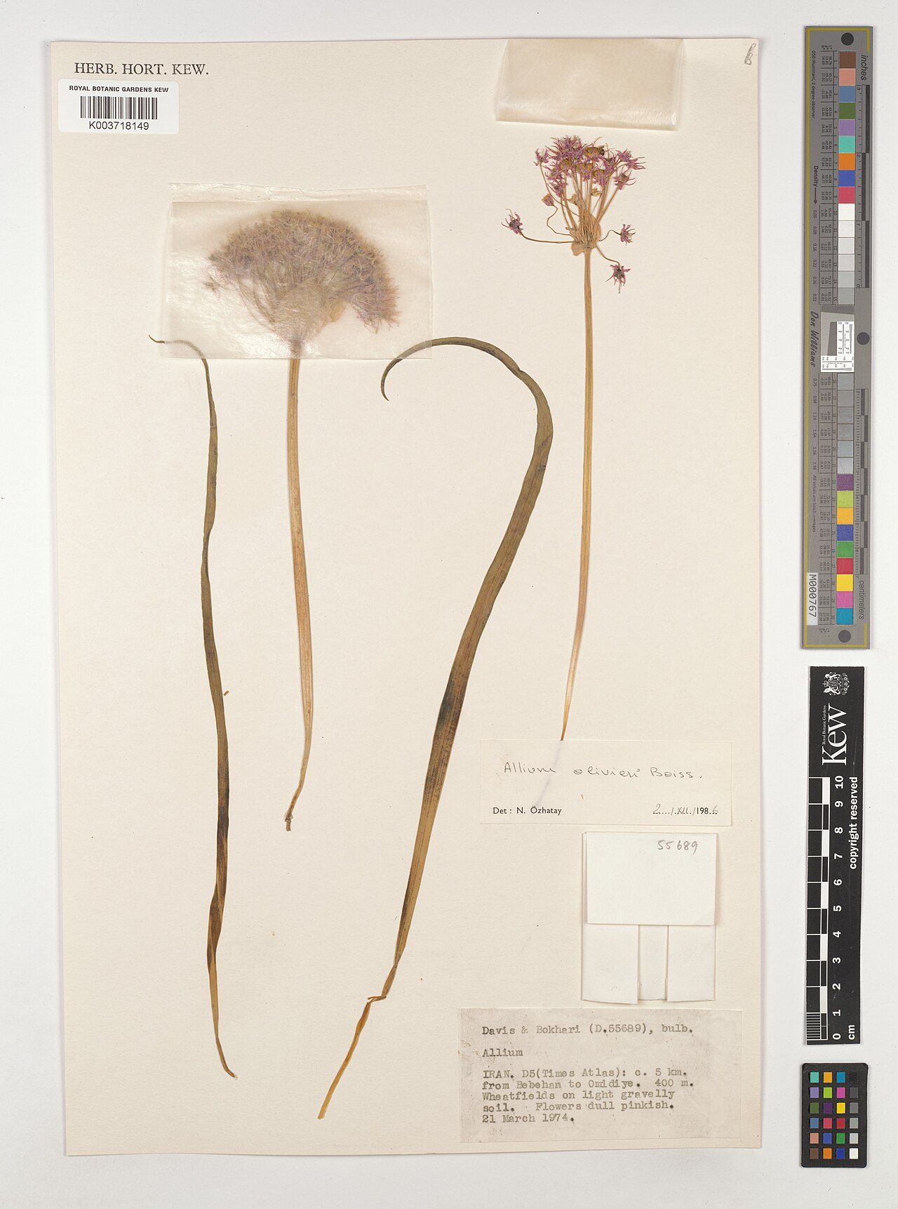 Allium olivieri: Allium olivieri — Herbarium specimen from c. 5 Km from Bebehan to Omidiye., Iran. Collected by Davis; Bokhari (1974-03-21). Recorded in GBIF occurrence 49540430