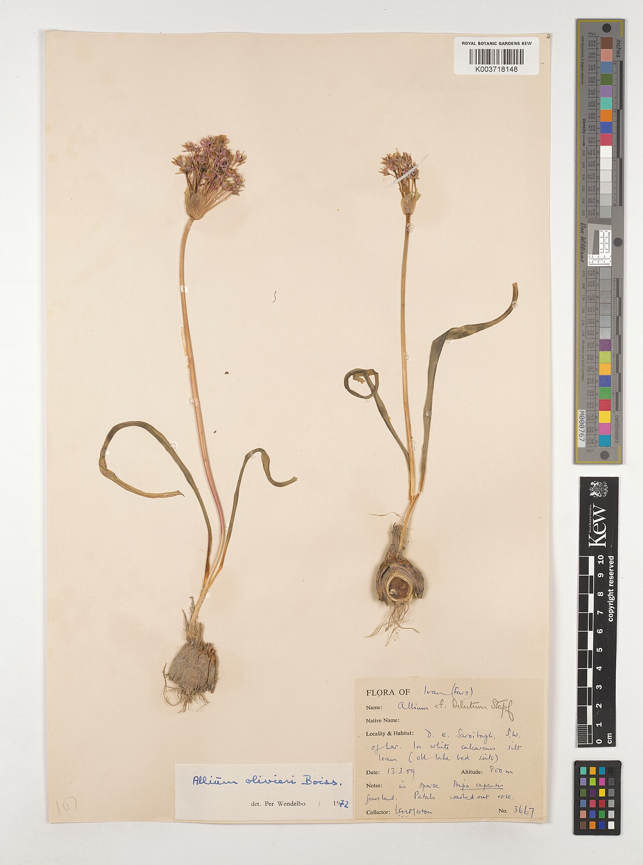 Allium olivieri: Allium olivieri — Herbarium specimen from D. e. Saroitagh, S. W. of Lar., Iran. Collected by Merton, L.F.H. (1959-03-13). Recorded in GBIF occurrence 4953997329