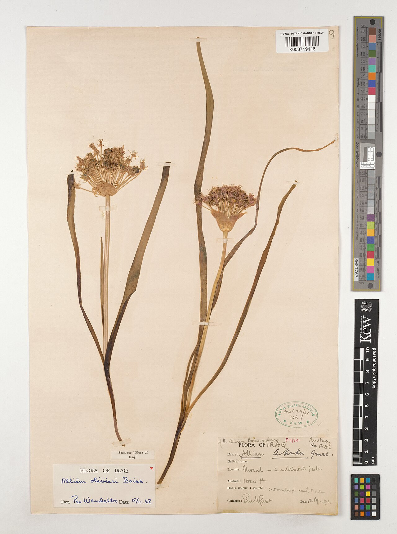 Allium olivieri: Allium olivieri — Herbarium specimen from FUJ/FNI; Rustam; Mosul, Iraq. Collected by Guest, E.R. (1931-04-02). Recorded in GBIF occurrence 4538774528 .