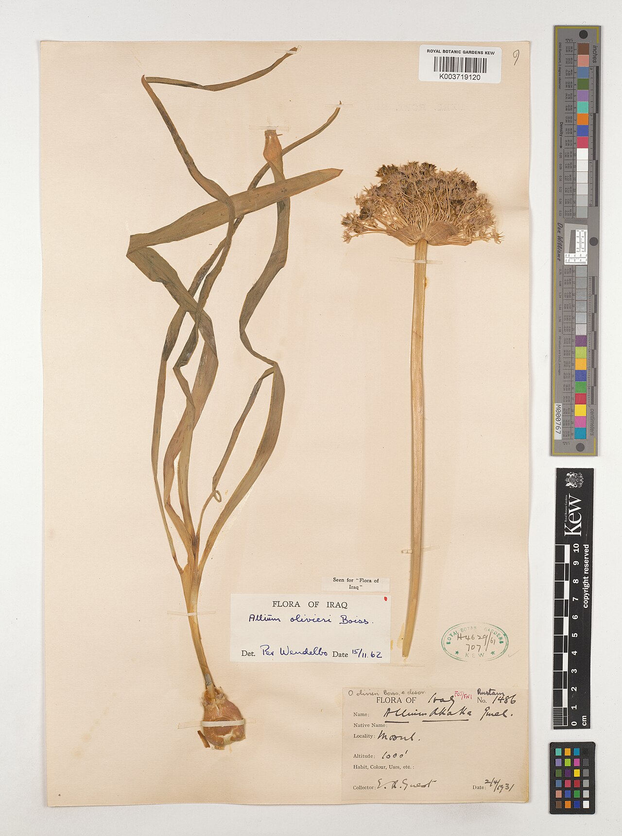 Allium olivieri: Allium olivieri — Herbarium specimen from FUJ/FNI; Rustam; Mosul., Iraq. Collected by Guest, E.R. (1931-04-02). Recorded in GBIF occurrence 4538766561 .