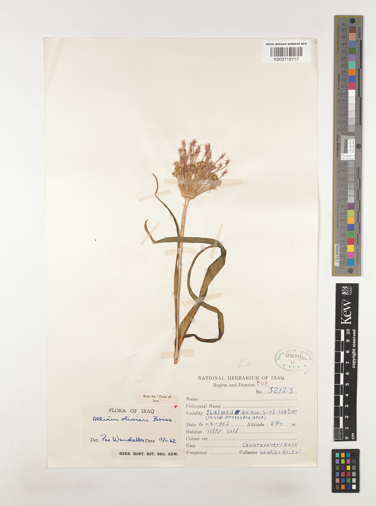 Allium olivieri: Allium olivieri — Herbarium specimen from Region and District FUJ; Jlaimed, 40 km. S. of Sinjar (inside protected area), Iraq. Collected by Khatib; Alizzi (1962