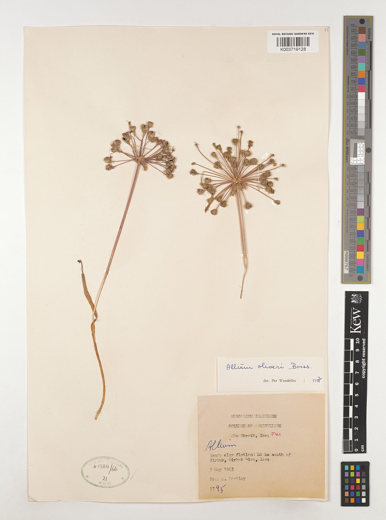 Allium olivieri: Allium olivieri — Herbarium specimen from Abu Ghraib, FKI; 40 km south of Kirkuk, Kirkuk Liwa, Iraq. Collected by Barkley, F.A. (1963-05-09). Recorded in GBIF o