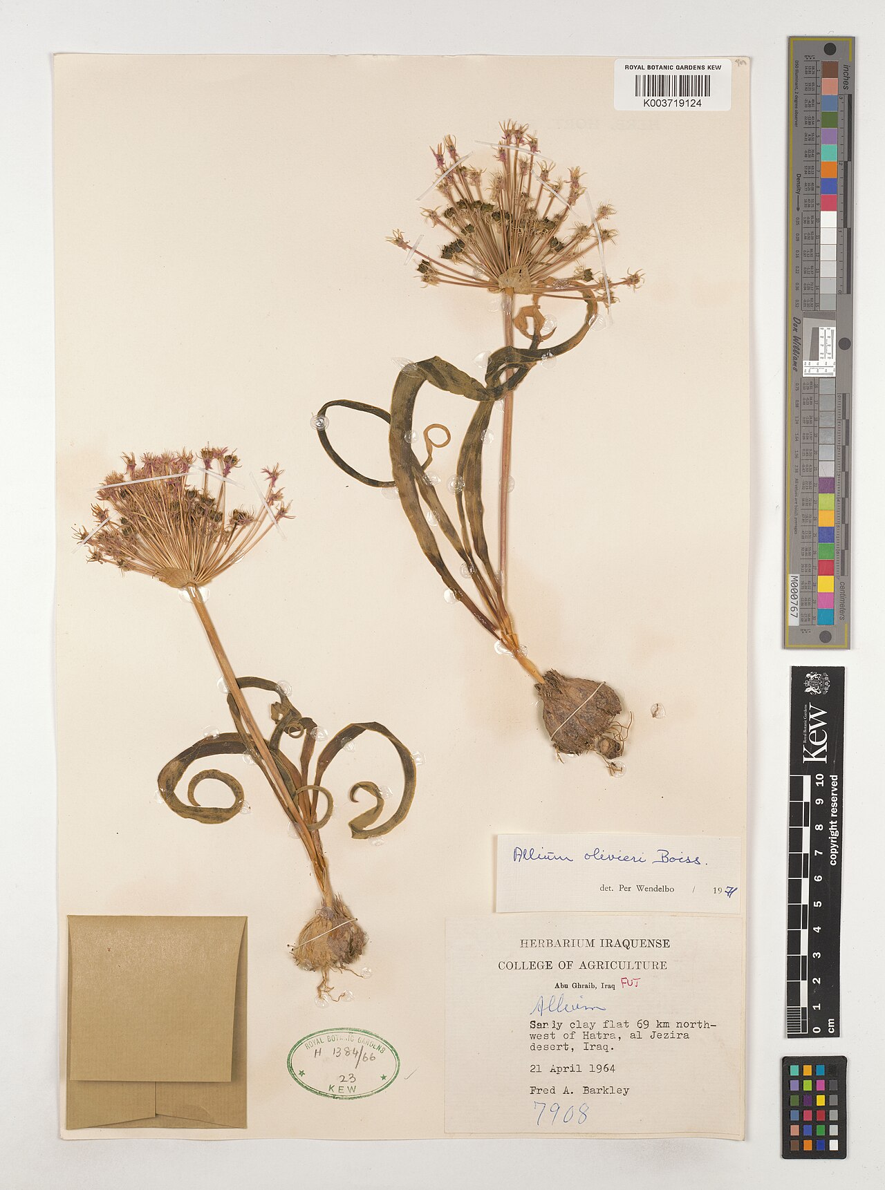 Allium olivieri: Allium olivieri — Herbarium specimen from Abu Ghraib, FUJ; 69 km north-west of Hatra, al Jezira desert, Iraq. Collected by Barkley, F.A. (1964-04-21). Recorded