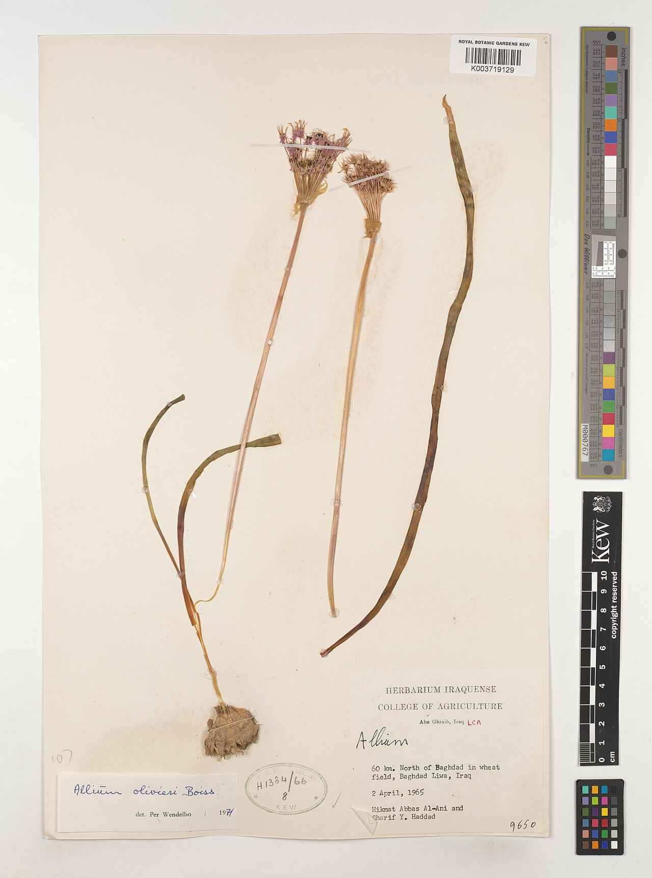 Allium olivieri: Allium olivieri — Herbarium specimen from Abu Ghraib, LCA; 60 km. North of Baghdad in wheat field, Baghdad Liwa, Iraq. Collected by Hikmat Abbas-al-Ani; Haddad,