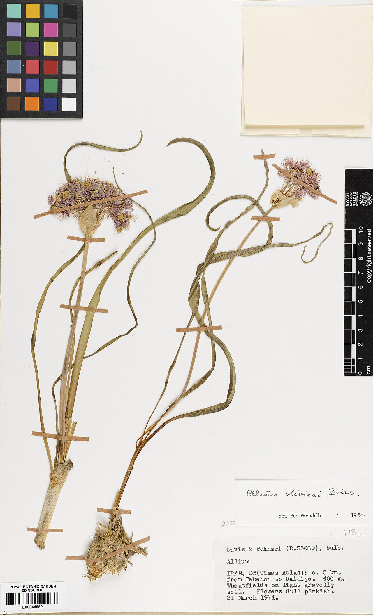Allium olivieri: Allium olivieri — Herbarium specimen from c. 5 km from Bebehan to Omidiye, Iran. Collected by Davis, Peter Hadland & Bokhari, Mumtaz Hussein (1974-03-21). Recor