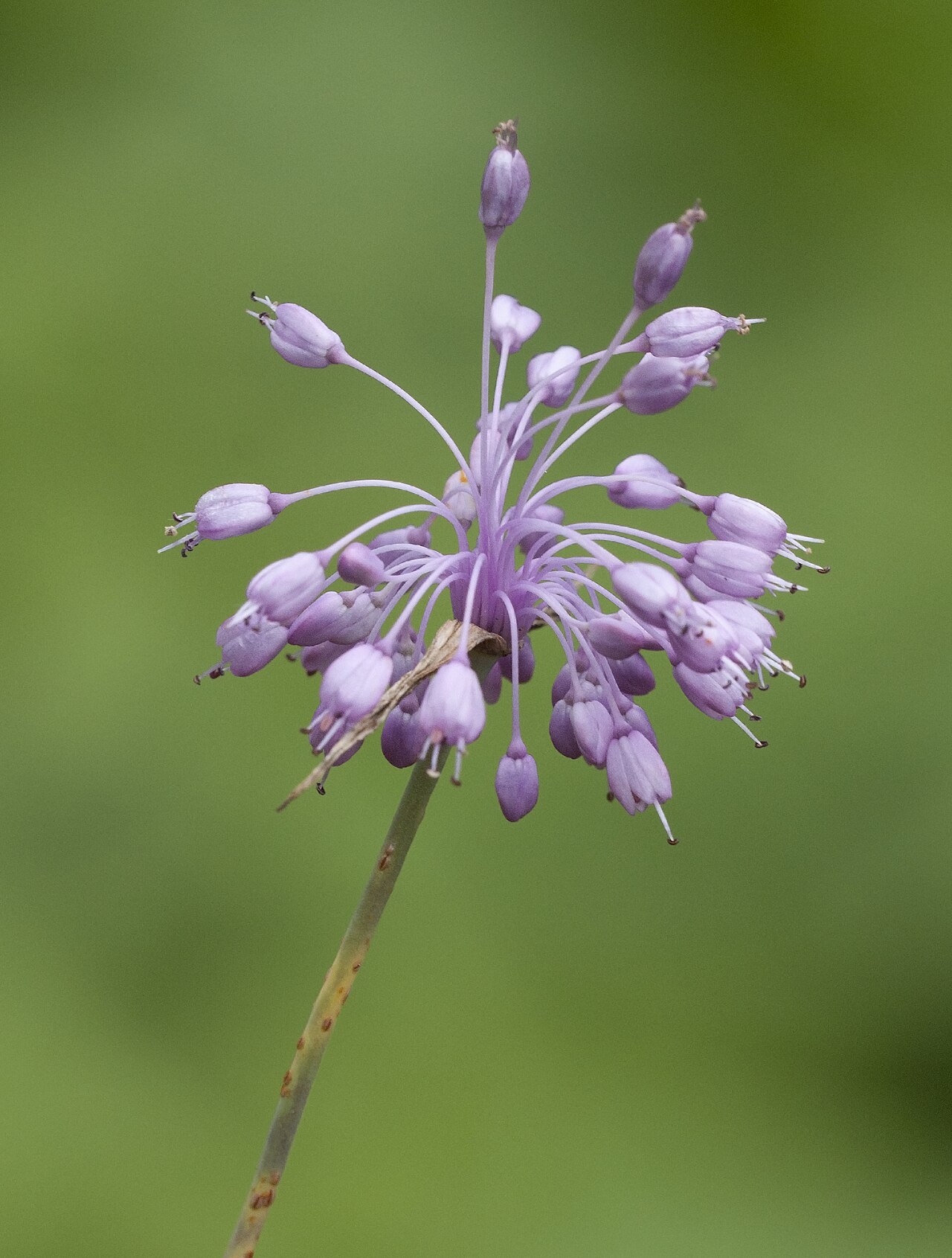 Allium olympicum: Flower of Uludag Onion (Allium olympicum), awild endemic species of Turkey. Giresun, Turkey.